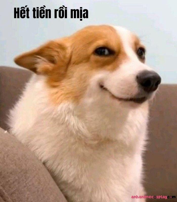 ảnh hết tiền meme chó chế